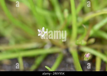 Mudwort - Limosella aquatica Foto Stock