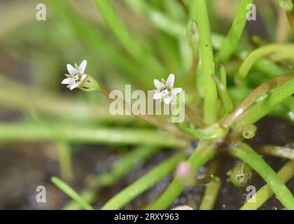 Mudwort - Limosella aquatica Foto Stock