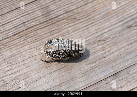Polyphylla fullo famiglia Scarabaeidae genere Polyphylla Pine Chafer natura selvaggia fotografia di insetti, foto, carta da parati Foto Stock