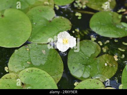 Frogbit - Hydrocharis morsus-ranae Foto Stock
