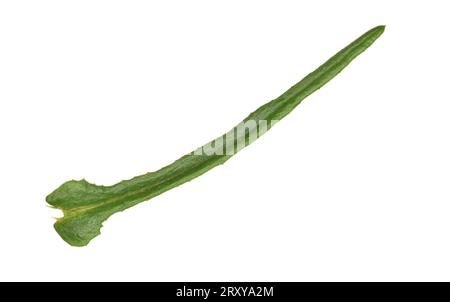 Ragwort a foglie strette - Senecio inaequidens Foto Stock