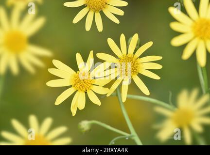 Ragwort a foglie strette - Senecio inaequidens Foto Stock