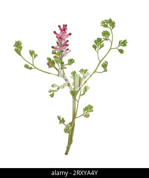 Fumitory a fiore denso - Fumaria densiflora Foto Stock