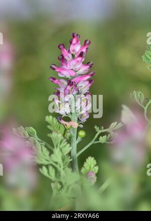 Fumitory a fiore denso - Fumaria densiflora Foto Stock