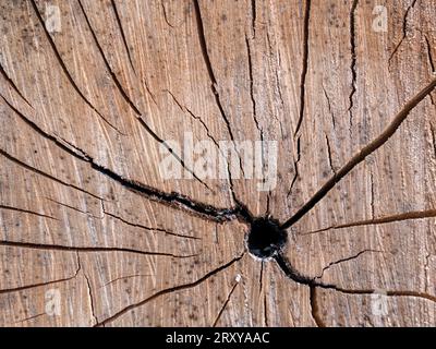 Macro fotografia dei segni in un vecchio ceppo illuminato dalla luce del tramonto, in una fattoria vicino alla città di Arcabuco, nella Colombia centrale. Foto Stock