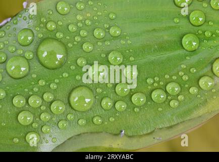 Podweed a foglia larga; Potamogeton natans; Foto Stock