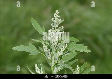 Fichi-foglie di uva - Chenopodium ficifolium Foto Stock