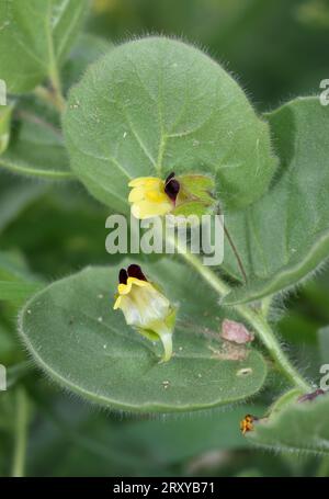 Fluellen a foglia tonda - Kickxia spuria Foto Stock