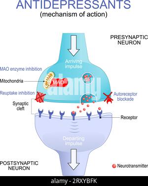 Terapia antidepressiva per il trattamento della depressione. Meccanismo d'azione. Primo piano di una frattura sinaptica. Neuroni con mitocondri, recettori e neurotrani Illustrazione Vettoriale