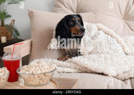 Un simpatico cagnolino spaniel con ciotole di popcorn e soda sdraiati sul divano nel soggiorno Foto Stock