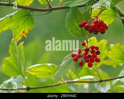 Grappoli di bacche rosse brillanti di Viburnum o di Guelder Rose (Viburnum opulus) con foglie verdi vibranti in boschi, Cumbria Inghilterra Regno Unito Foto Stock