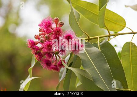 Fiori e foglie di eucalipto phytocarpa Foto Stock