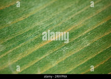 La texture retrò della vecchia sedia verde abstratta uno sfondo ravvicinato fotografie di grandi dimensioni di alta qualità stampe istantanee Foto Stock