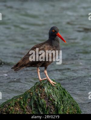 Black Oystercatcher (Haematopus bachmani) Marin County California USA Foto Stock