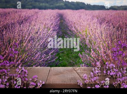 Ponte in legno tra un fiorente campo di lavanda. Spazio per il testo Foto Stock