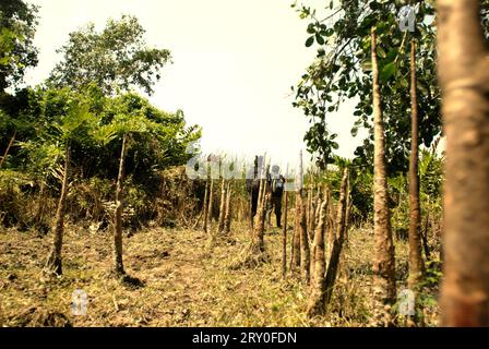 Radici aeree giganti della pianta sonneratia, uno degli alberi di mangrovie che crescono sul paesaggio costiero del Parco Nazionale di Ujung Kulon a Pandeglang, Banten, Indonesia. Un parco nazionale ben gestito ha una strategia competente e appropriata per prevenire la perdita di biodiversità e il cambiamento climatico, e migliorare la società locale mantenendo nel contempo il funzionamento essenziale degli ecosistemi, da cui dipende l'umanità in tutto il mondo, secondo gli scienziati. Tuttavia, 'vaste aree dei parchi nazionali sono state poste sotto una rigorosa protezione per la conservazione della biodiversità e l'integrità dell'ecosistema, che priva le comunità di... Foto Stock