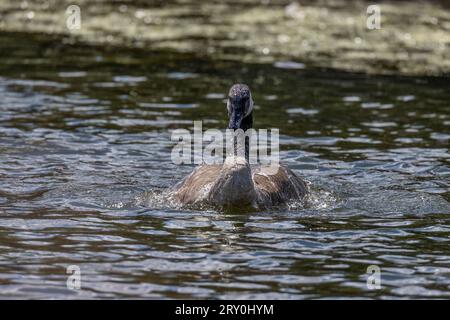 Canada goose (Branta canadensis) nuoto sul lago Foto Stock