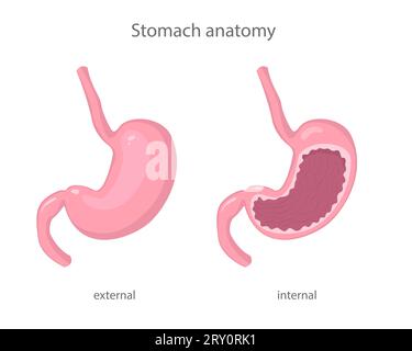 Illustrazione scientifica dello stomaco umano sano vista esterna e interna in stile realistico con ombre e luci. Illustrazione Vettoriale