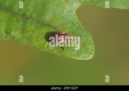 Strophosoma melanogrammum. Tribù Brachyderini. Sottofamiglia Weevils dal naso largo (Entiminae). Famiglia Curculionidae. Su una foglia di quercia. Giardino olandese settembre Foto Stock