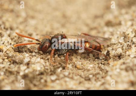 Primo piano naturale dettagliato su un'ape nomade maschio con artigli di orso, Nomada alboguttata seduta a terra Foto Stock