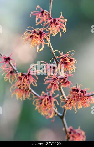 Hamamelis x intermedia Jelena, Jelena di nocciolo di strega, Hamamelis x intermedia Copper Beauty, arbusto deciduo, fiori d'arancio-coppery nel tardo inverno Foto Stock