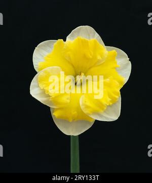 Narciso Caramel Joy Foto Stock