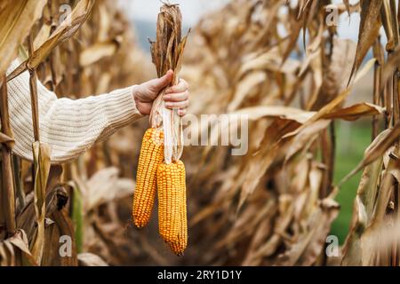 Raccolto autunnale. Pannocchie di mais. Agricoltori che detengono a mano mais in campi di mais agricoli Foto Stock