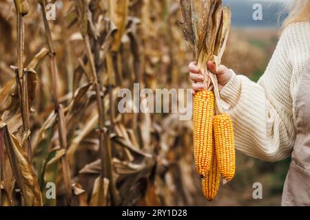 Pannocchie di mais. Agricoltori che detengono a mano mais in campi di mais agricoli. Raccolto autunnale Foto Stock