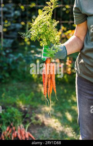 Donna giardiniera che tiene carote appena raccolte dal giardino biologico. Verdure di radice Foto Stock