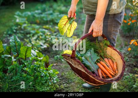 Donna contadina che raccoglie foglie di mangold e carote dal suo orto biologico Foto Stock