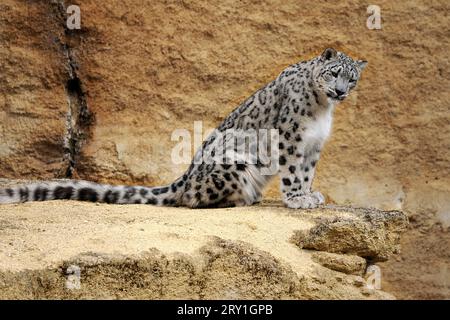 Leopardo delle nevi (Panthera uncia), noto anche come l'oncia, seduto sulla roccia e visto dal profilo Foto Stock
