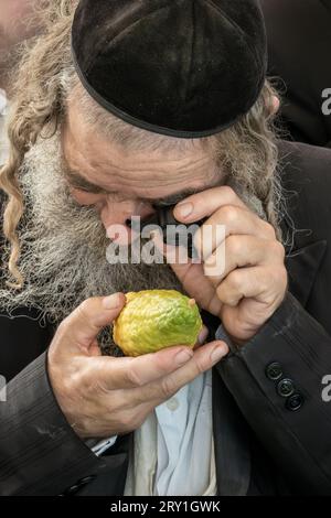 Gerusalemme, Israele. 28 settembre 2023. Gli uomini religiosi ebrei ispezionano meticolosamente un etrog, il frutto di un albero di agrone e una delle "quattro specie" come ordinato nel Levitico 23:40, vicino al mercato di Shuk Mahane Yehuda. Qualsiasi leggera imperfezione invalida il frutto. Sono in corso i preparativi per Sukkot, la festa ebraica dei Tabernacoli. Crediti: NIR Alon/Alamy Live News. Foto Stock