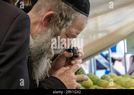 Gerusalemme, Israele. 28 settembre 2023. Gli uomini religiosi ebrei ispezionano meticolosamente un etrog, il frutto di un albero di agrone e una delle "quattro specie" come ordinato nel Levitico 23:40, vicino al mercato di Shuk Mahane Yehuda. Qualsiasi leggera imperfezione invalida il frutto. Sono in corso i preparativi per Sukkot, la festa ebraica dei Tabernacoli. Crediti: NIR Alon/Alamy Live News. Foto Stock