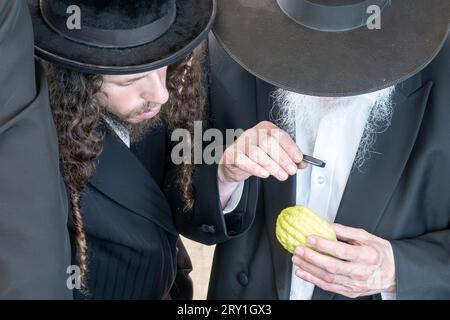 Gerusalemme, Israele. 28 settembre 2023. Gli uomini religiosi ebrei ispezionano meticolosamente un etrog, il frutto di un albero di agrone e una delle "quattro specie" come ordinato nel Levitico 23:40, vicino al mercato di Shuk Mahane Yehuda. Qualsiasi leggera imperfezione invalida il frutto. Sono in corso i preparativi per Sukkot, la festa ebraica dei Tabernacoli. Crediti: NIR Alon/Alamy Live News. Foto Stock