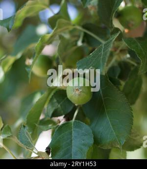 Ramificare con mele verdi unmature in un fruttetto di mele Foto Stock