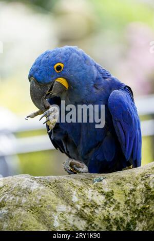 Ritratto di un Blue Macaw. Primo piano dell'uccello. Pappagallo con piumaggio blu brillante. Foto Stock