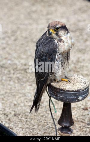 Captive Lanner Falco Falco biarmicus seduto al Cotswold Falconry Centre Batsford Regno Unito Foto Stock