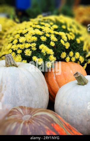 Buon Ringraziamento. Zucche eleganti, fiori. Composizione rurale vendemmia autunnale con spazio per il testo. Atmosfera autunnale. Foto Stock