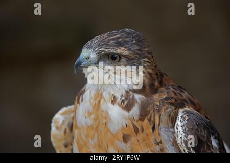 Ritratto del falco con retro rosso Buteo polyosoma. closeup Cotswold Falconery Centre Batsford Regno Unito Foto Stock