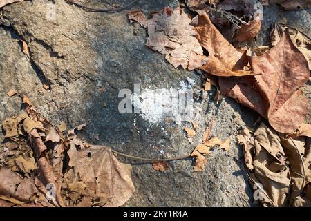 Scat carnivoro su una roccia all'interno del Karnala Bird Sanctuary. Probabilmente un leopardo. Foto Stock