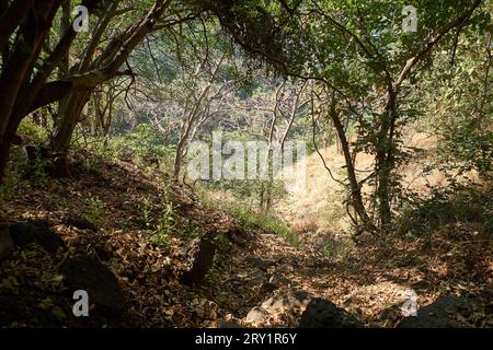 Un trekking all'interno del Karnala Bird Sanctuary Foto Stock