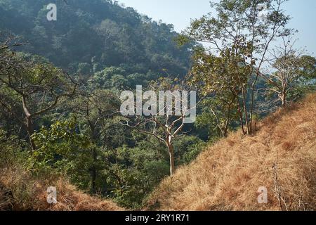 Un trekking all'interno del Karnala Bird Sanctuary Foto Stock