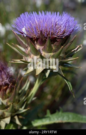 Testa di carciofo con fiore viola in fiore, vista laterale. Cynara cardunculus Foto Stock