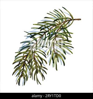 Set natalizio acquerello di abete. Elementi natalizi dipinti a mano con piante invernali, vettoriali. Illustrazione floreale per design, stampa, tessuto o bac Illustrazione Vettoriale