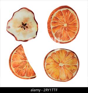 Fette di arancia e mela essiccate isolate, vettore. Realistiche illustrazioni ad acquerello, collezione di cibi natalizi. Illustrazione Vettoriale