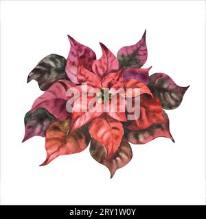 Acquerello poinsettia. Illustrazione floreale di natale dipinta a mano, vettoriale, per disegno, stampa o sfondo Illustrazione Vettoriale