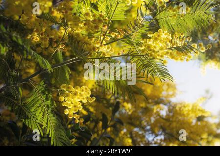 Mimosa in fiore. Foto Stock