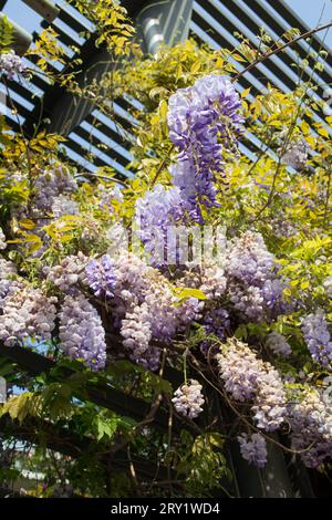 France, Paris, 75, 10th arrondissement, Canal Saint-Martin, Quai de Valmy, glicine in fiore, 04/2022. Foto Stock