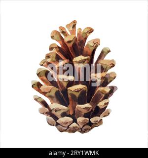 Cono di pino acquerello per decorazione. Illustrazione ad acquerello disegnata a mano illustrazione botanica e vettoriale Illustrazione Vettoriale