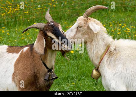 Ritratto di due capre con amorevole comportamento sociale su un prato Foto Stock